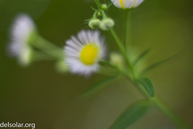 Canon EOS 5D Mark II  --  50 mm  --  EF50mm f/1.4 USM  