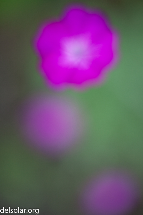 Canon EOS 5D Mark II  --  50 mm  --  EF50mm f/1.4 USM  