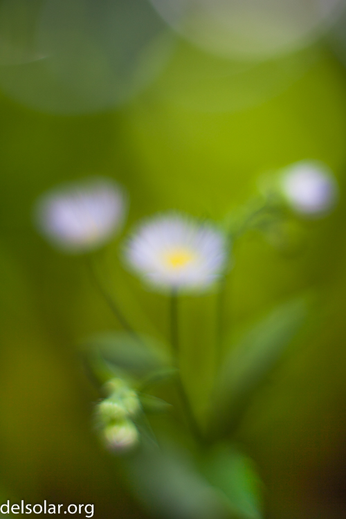 Canon EOS 5D Mark II  --  50 mm  --  EF50mm f/1.4 USM  