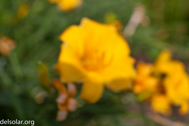 Canon EOS 5D Mark II  --  50 mm  --  EF50mm f/1.4 USM  