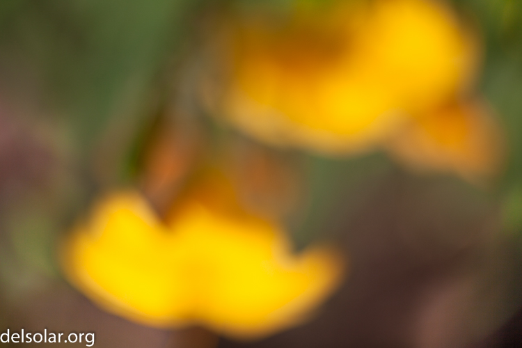 Canon EOS 5D Mark II  --  50 mm  --  EF50mm f/1.4 USM  