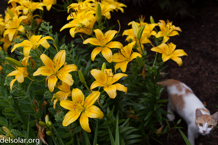 Canon EOS 5D Mark II  --  50 mm  --  EF50mm f/1.4 USM  