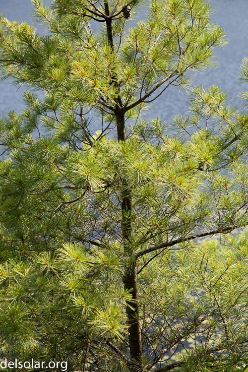 Canon EOS 5D Mark III  --  105 mm  --  EF24-105mm f/4L IS USM  