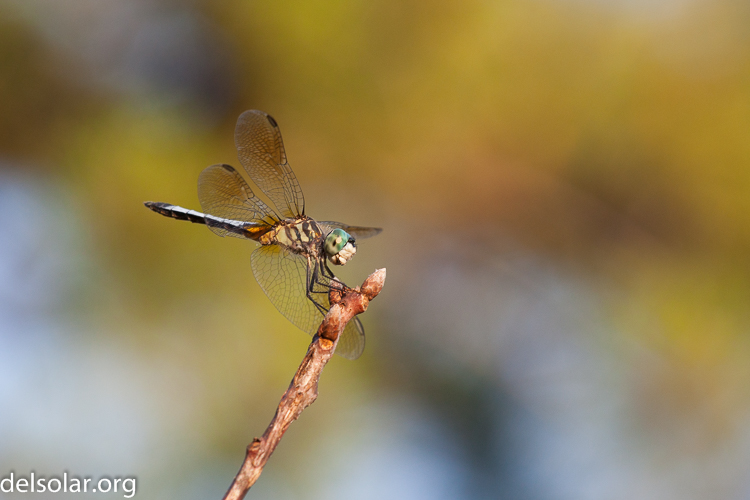 Canon EOS 5D Mark II  --  200 mm  --  EF70-200mm f/4L USM  