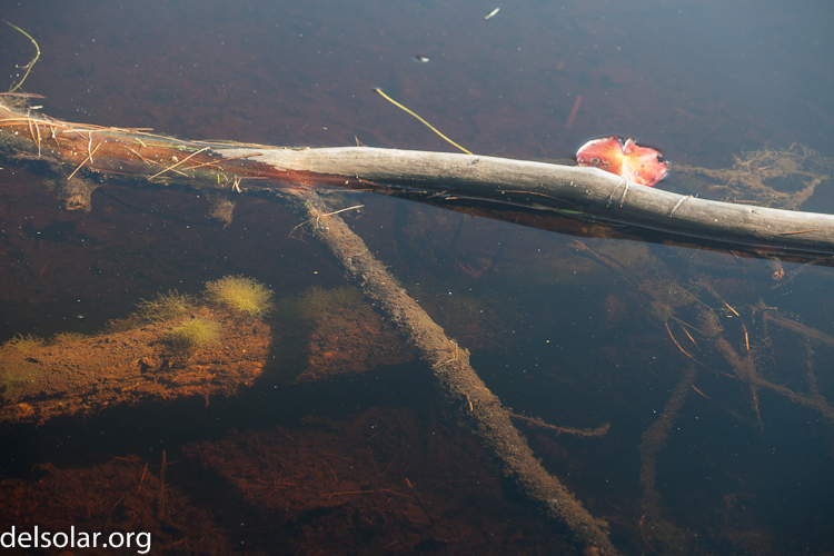 Canon EOS 5D Mark II  --  140 mm  --  EF70-200mm f/4L USM  