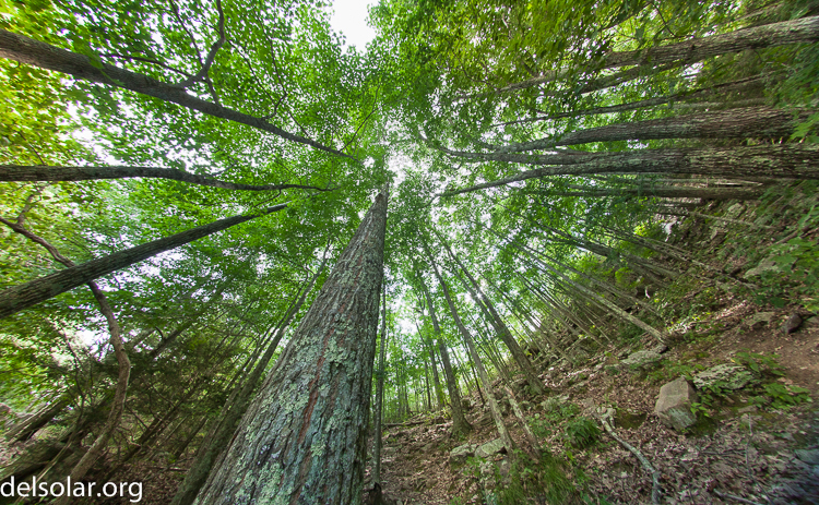 Canon EOS 5D Mark II  --  8 mm  --  8-8mm  