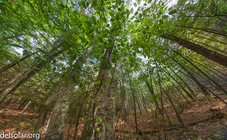 Canon EOS 5D Mark II  --  8 mm  --  8-8mm  