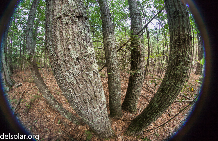 Canon EOS 5D Mark II  --  8 mm  --  8-8mm  