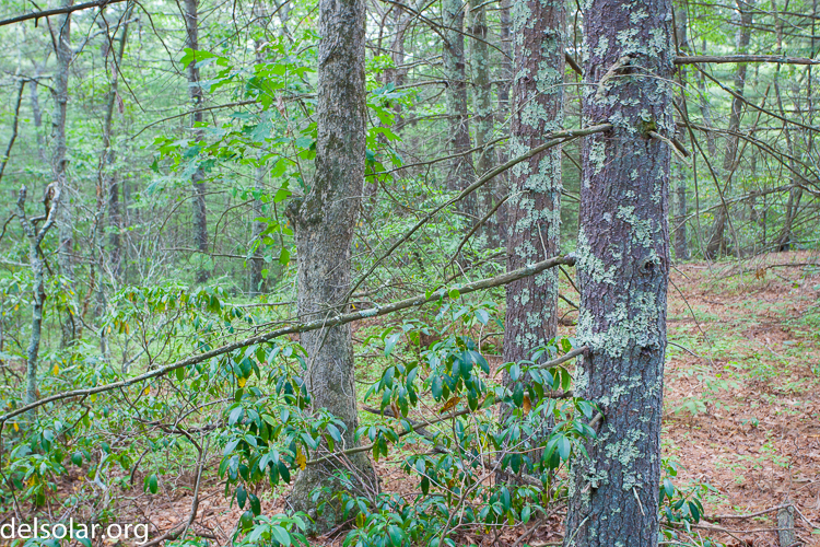 Canon EOS 5D Mark II  --  37 mm  --  EF17-40mm f/4L USM  