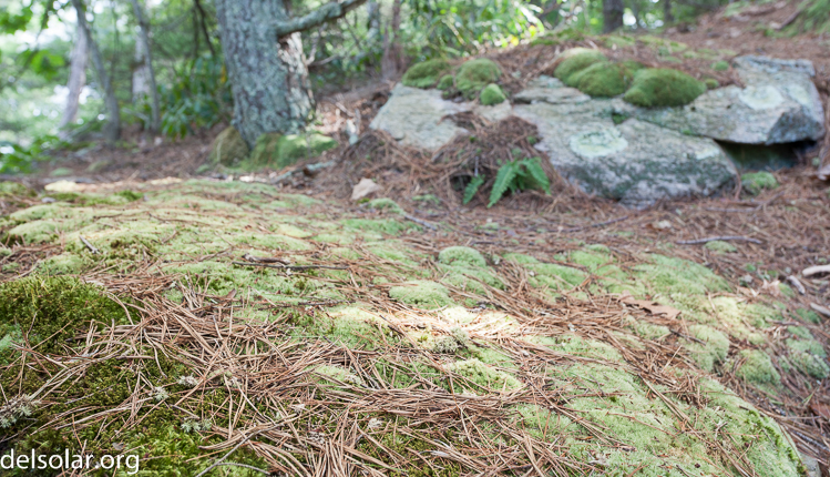 Canon EOS 5D Mark II  --  36 mm  --  EF17-40mm f/4L USM  