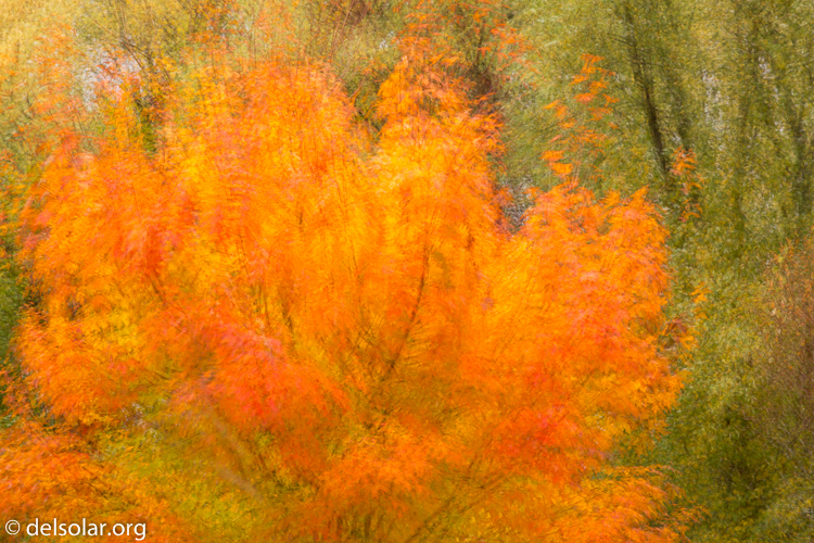 Canon EOS 5D Mark III  --  172 mm  --  EF70-200mm f/4L USM  