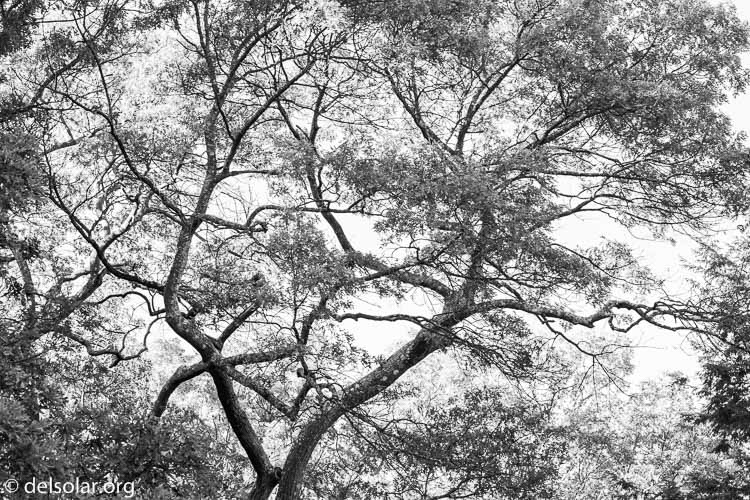 Canon EOS 5D Mark III  --  100 mm  --  EF100-400mm f/4.5-5.6L IS II USM  