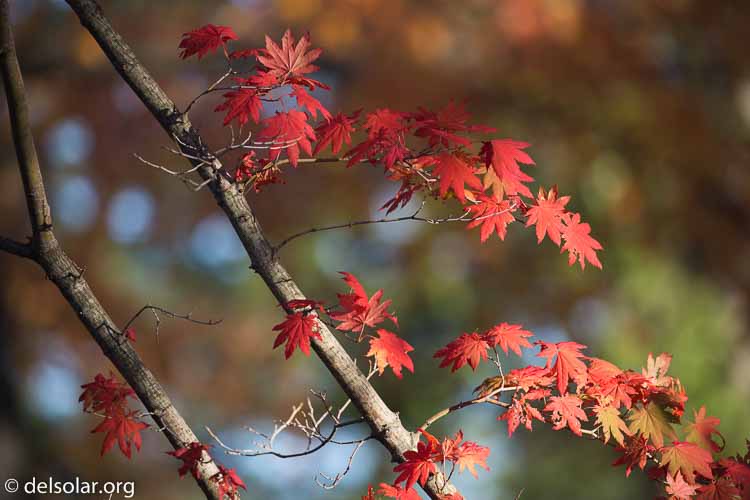 Canon EOS 5D Mark III  --  349 mm  --  EF100-400mm f/4.5-5.6L IS II USM  