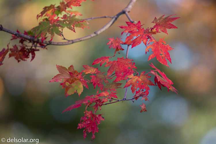 Canon EOS 5D Mark III  --  349 mm  --  EF100-400mm f/4.5-5.6L IS II USM  