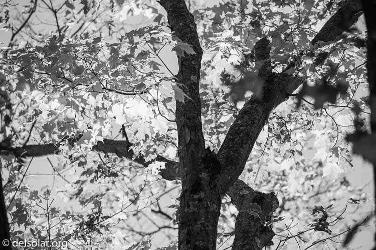 Canon EOS 5D Mark III  --  263 mm  --  EF100-400mm f/4.5-5.6L IS II USM  