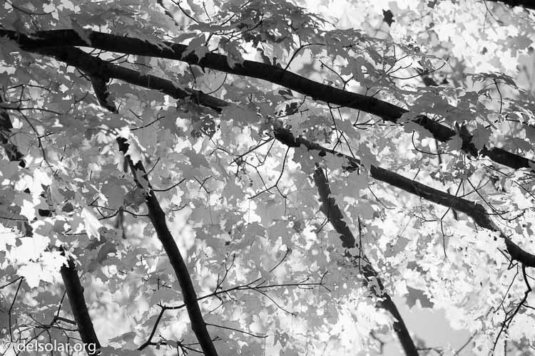 Canon EOS 5D Mark III  --  300 mm  --  EF100-400mm f/4.5-5.6L IS II USM  