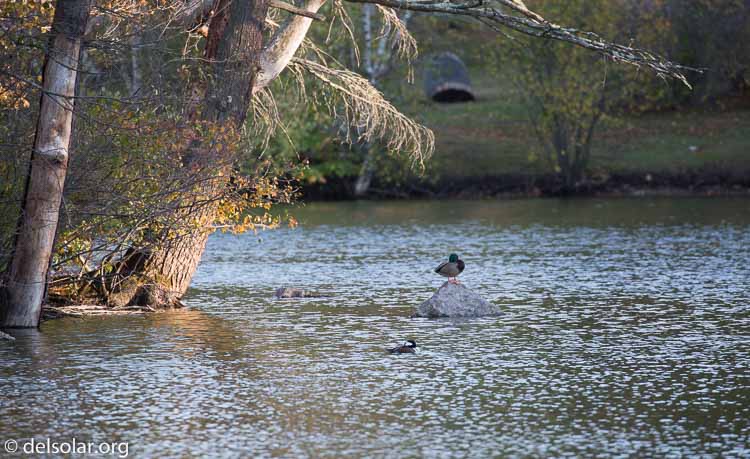 Canon EOS 5D Mark III  --  400 mm  --  EF100-400mm f/4.5-5.6L IS II USM  