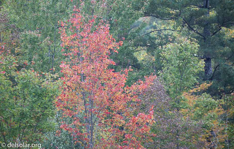 Canon EOS 5D Mark III  --  300 mm  --  EF100-400mm f/4.5-5.6L IS II USM  