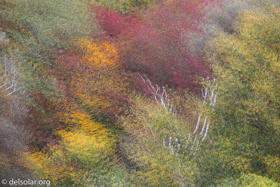 Canon EOS 5D Mark III  --  278 mm  --  EF100-400mm f/4.5-5.6L IS II USM  