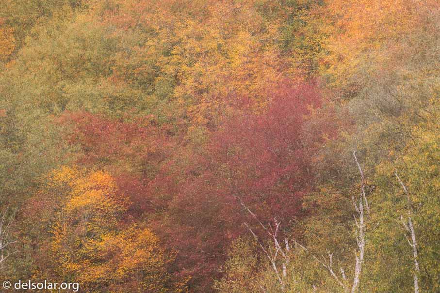 Canon EOS 5D Mark III  --  255 mm  --  EF100-400mm f/4.5-5.6L IS II USM  