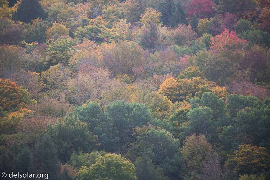 Canon EOS 5D Mark III  --  340 mm  --  EF100-400mm f/4.5-5.6L IS II USM  