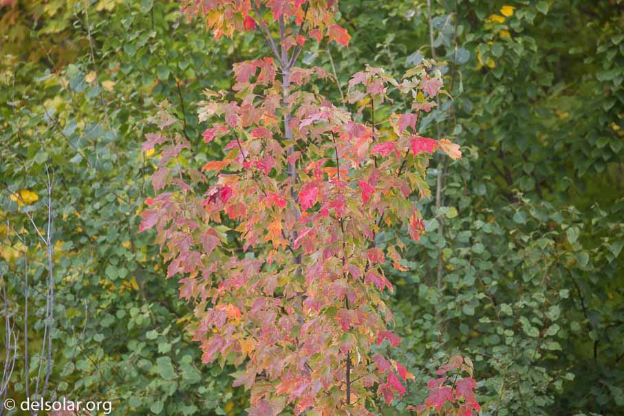 Canon EOS 5D Mark III  --  312 mm  --  EF100-400mm f/4.5-5.6L IS II USM  