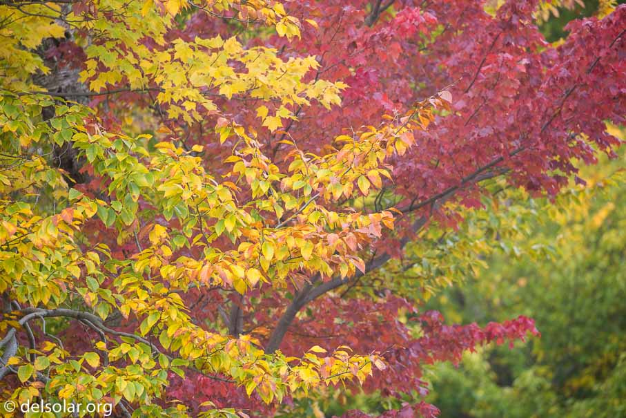 Canon EOS 5D Mark III  --  340 mm  --  EF100-400mm f/4.5-5.6L IS II USM  