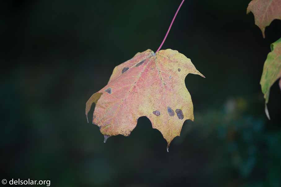 Canon EOS 5D Mark III  --  400 mm  --  EF100-400mm f/4.5-5.6L IS II USM  