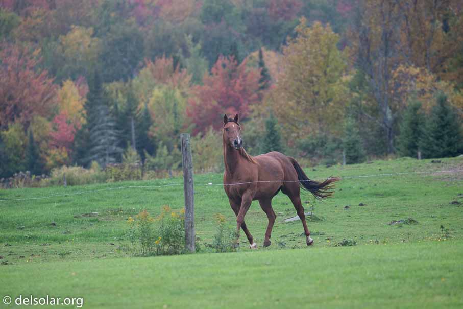 Canon EOS 5D Mark III  --  241 mm  --  EF100-400mm f/4.5-5.6L IS II USM  