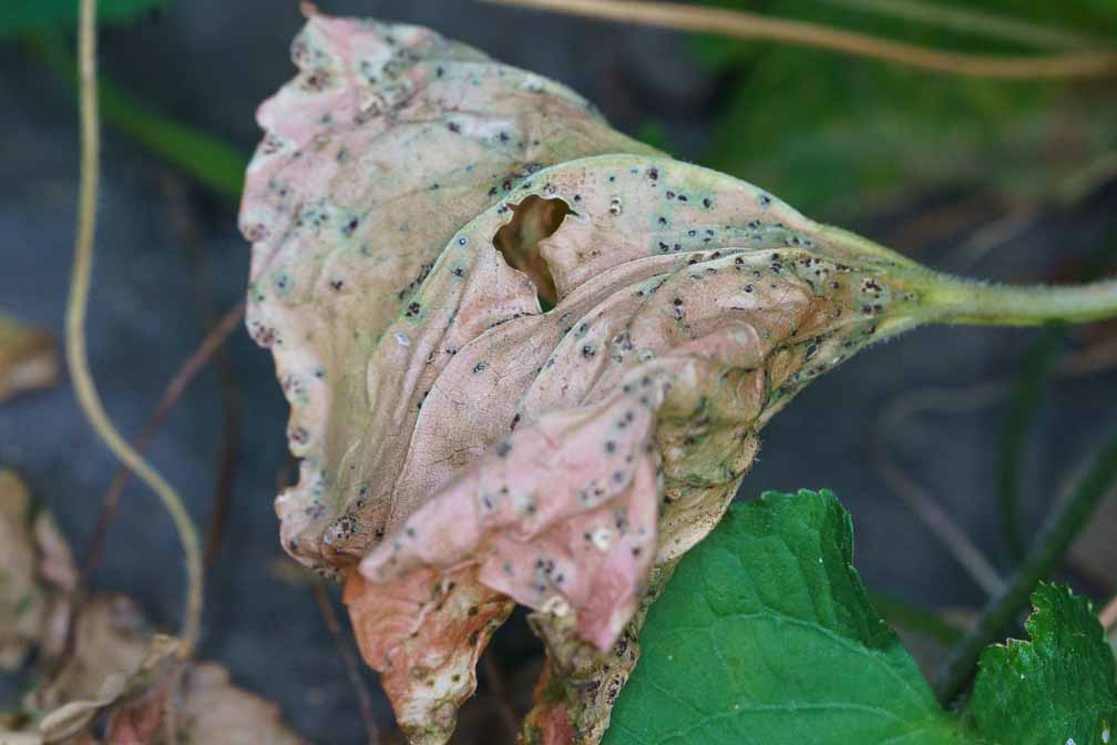 ILCE-7M3  --  FE 90mm F2.8 Macro G OSS -- 1/160 sec at f / 8.0 -- ISO 2500 -- 0 EV -- 