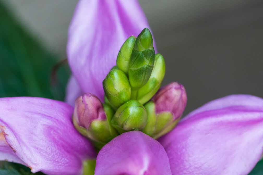 ILCE-7M3  --  FE 90mm F2.8 Macro G OSS -- 1/160 sec at f / 8.0 -- ISO 2500 -- 0 EV -- 