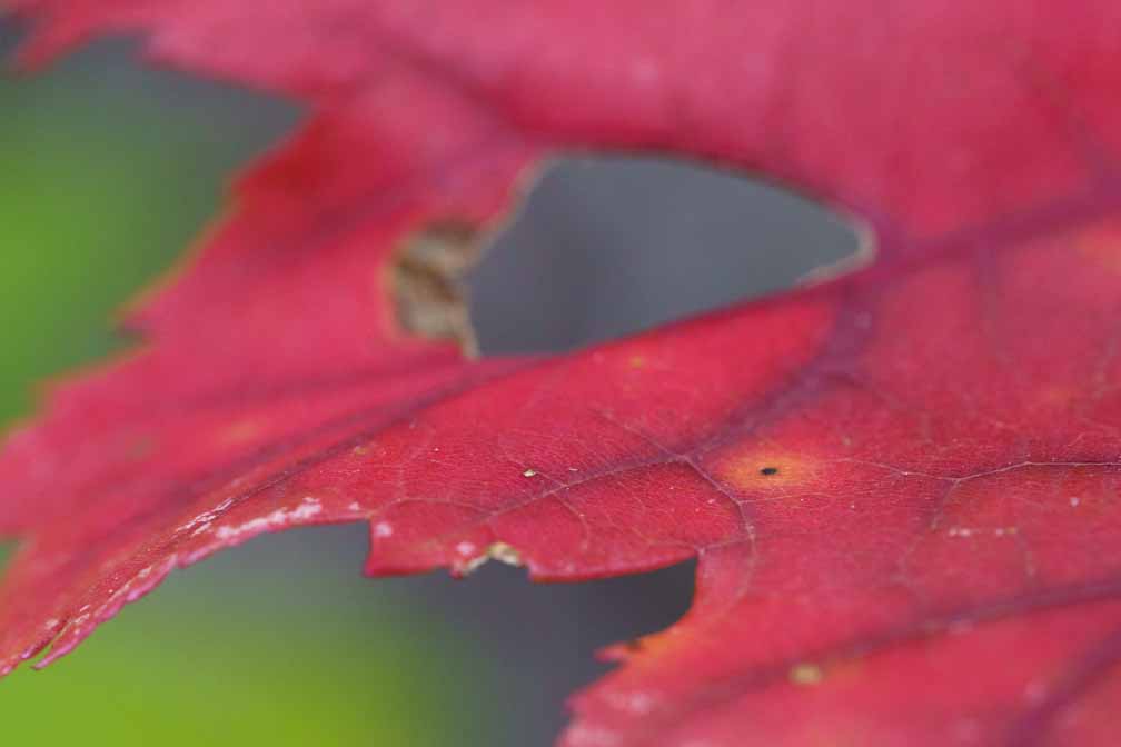 ILCE-7M3  --  FE 90mm F2.8 Macro G OSS -- 1/100 sec at f / 5.6 -- ISO 2000 -- 0 EV -- 