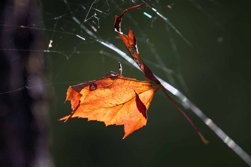 ILCE-7M3  --  DT 100-400mm F4.5-5.6 SAM -- 1/500 sec at f / 7.1 -- ISO 500 -- 0 EV -- 