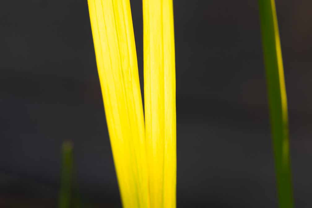 ILCE-7M3  --  FE 90mm F2.8 Macro G OSS -- 1/25 sec at f / 4.0 -- ISO 320 -- 0 EV -- 