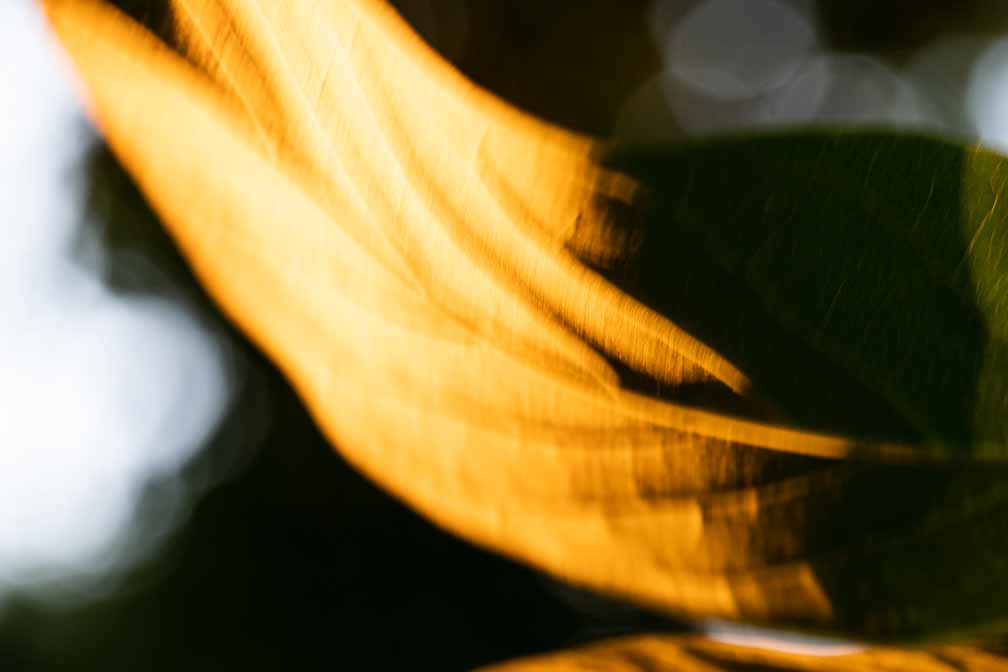 ILCE-7M3  --  FE 90mm F2.8 Macro G OSS -- 1/20 sec at f / 6.3 -- ISO 800 -- 0 EV -- 