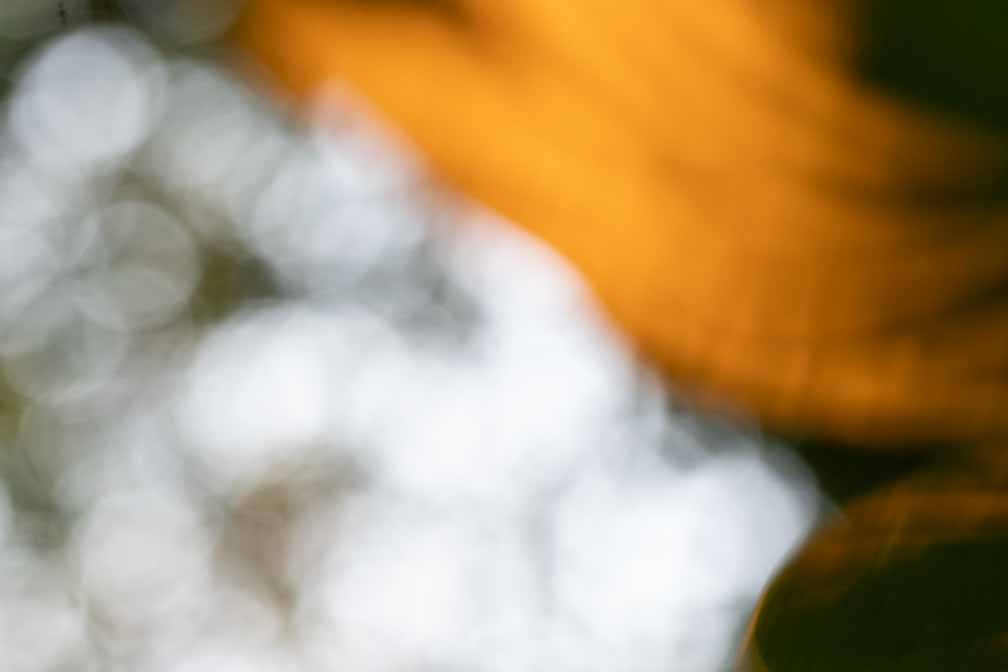 ILCE-7M3  --  FE 90mm F2.8 Macro G OSS -- 1/20 sec at f / 6.3 -- ISO 800 -- 0 EV -- 