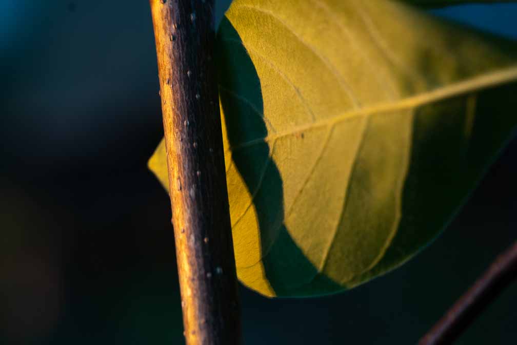 ILCE-7M3  --  FE 90mm F2.8 Macro G OSS -- 1/20 sec at f / 6.3 -- ISO 800 -- 0 EV -- 