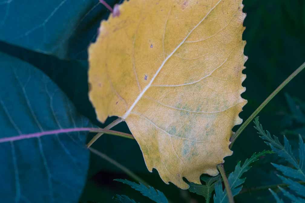 ILCE-7M3  --  FE 90mm F2.8 Macro G OSS -- 1/20 sec at f / 6.3 -- ISO 800 -- 0 EV -- 