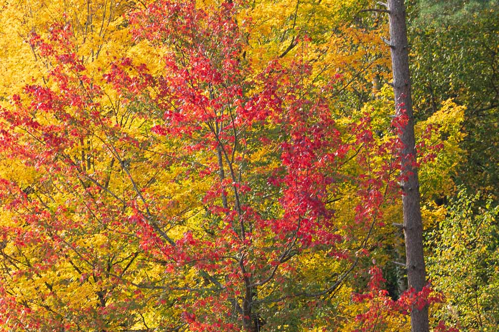 ILCE-7M3  --  DT 100-400mm F4.5-5.6 SAM -- 1/160 sec at f / 8.0 -- ISO 250 -- 0 EV -- 