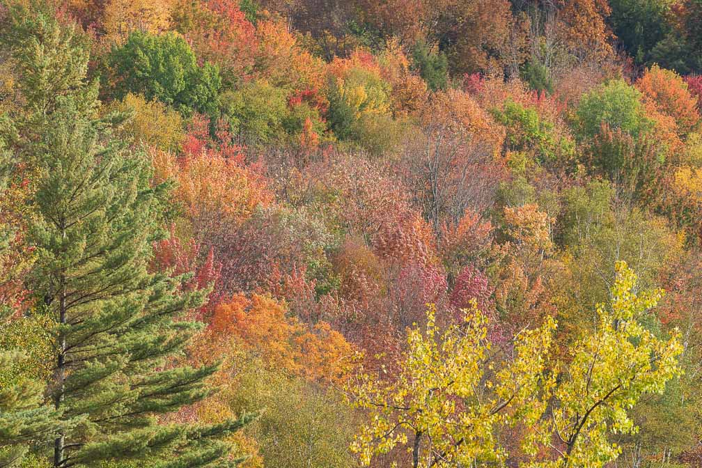 ILCE-7M3  --  DT 100-400mm F4.5-5.6 SAM -- 1/250 sec at f / 8.0 -- ISO 250 -- 0 EV -- 