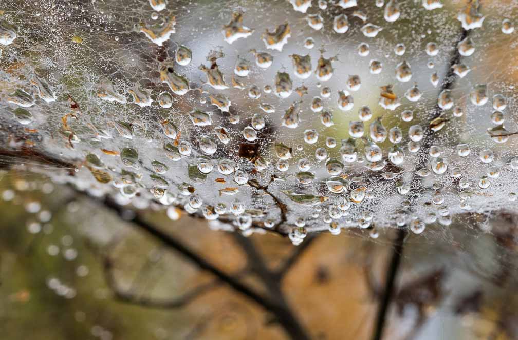 ILCE-7M3  --  FE 90mm F2.8 Macro G OSS -- 1/200 sec at f / 7.1 -- ISO 320 -- 0 EV -- 