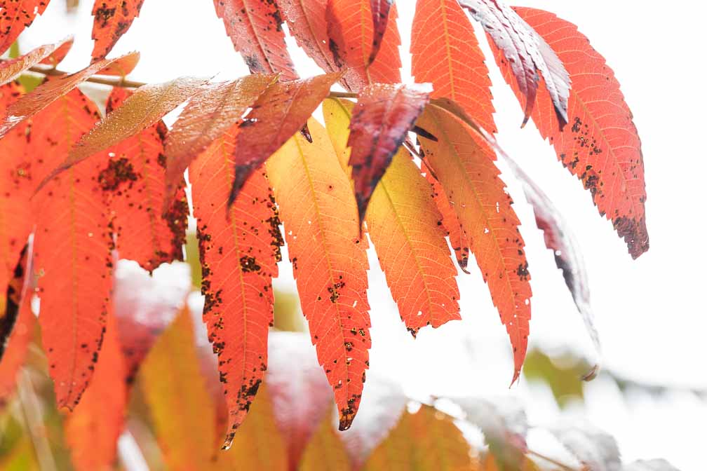 ILCE-7M3  --  FE 90mm F2.8 Macro G OSS -- 1/125 sec at f / 7.1 -- ISO 500 -- 0 EV -- 