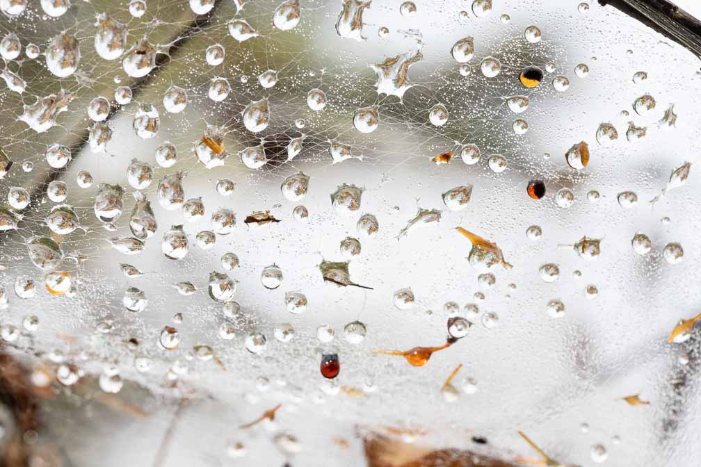 ILCE-7M3  --  FE 90mm F2.8 Macro G OSS -- 1/400 sec at f / 9.0 -- ISO 640 -- 0 EV -- 