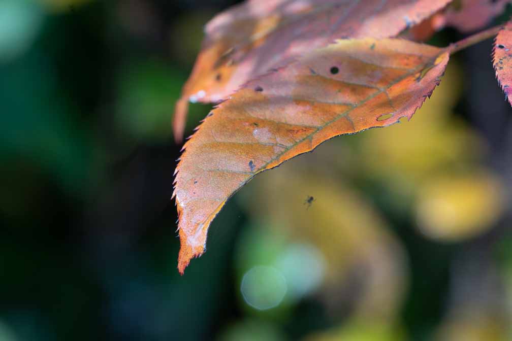 ILCE-7M3  --  FE 90mm F2.8 Macro G OSS -- 1/160 sec at f / 7.1 -- ISO 400 -- 0 EV -- 