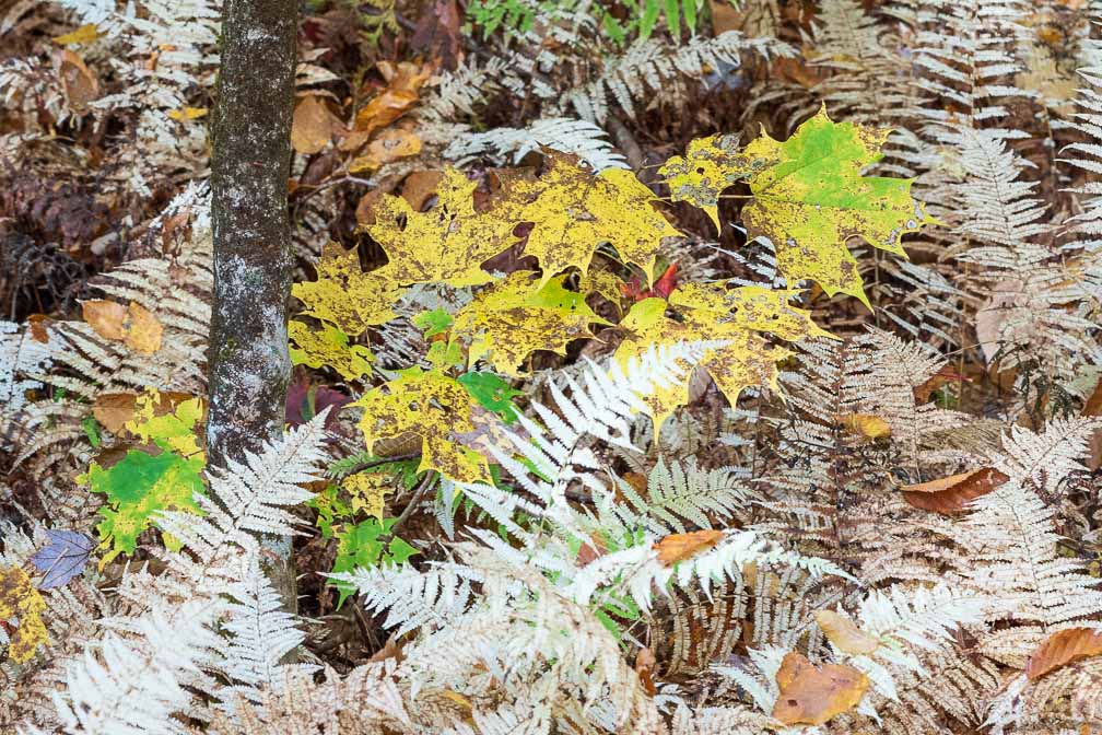 ILCE-7M3  --  FE 90mm F2.8 Macro G OSS -- 1/160 sec at f / 7.1 -- ISO 1000 -- 0 EV -- 