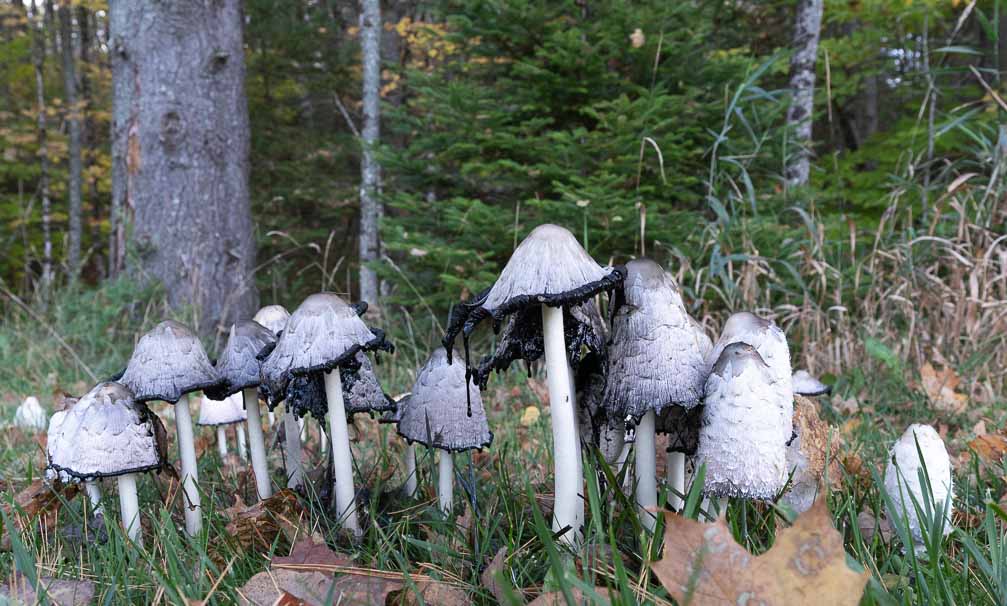 ILCE-7M3  --  E 17-28mm F2.8-2.8 -- 1/160 sec at f / 6.3 -- ISO 800 -- 0 EV -- 