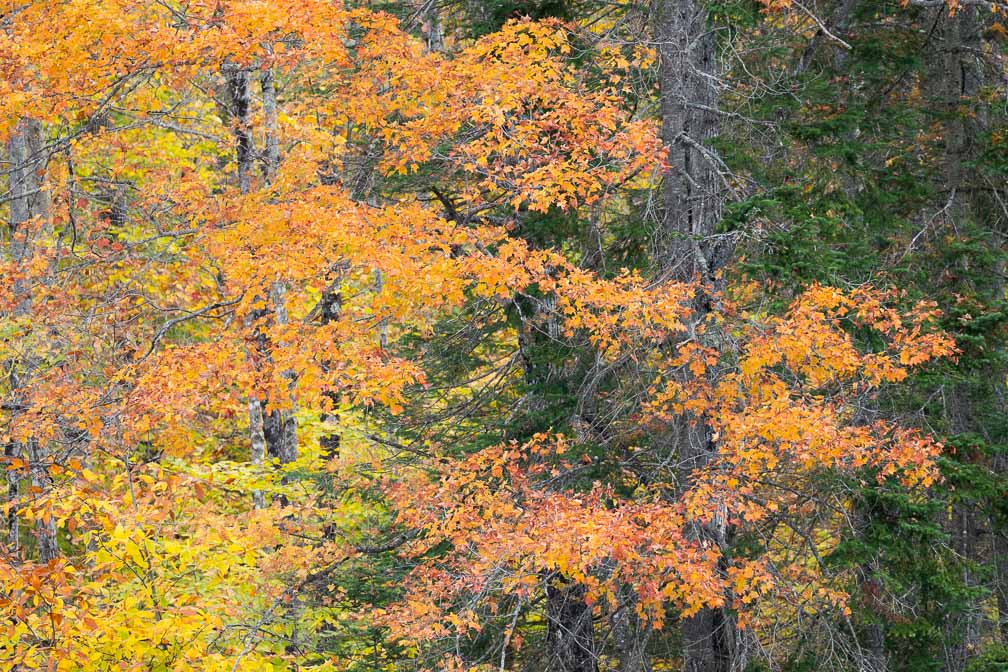 ILCE-7M3  --  DT 100-400mm F4.5-5.6 SAM -- 1/125 sec at f / 5.0 -- ISO 160 -- 0 EV -- 