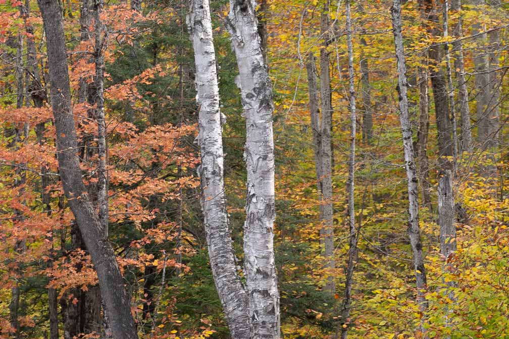 ILCE-7M3  --  DT 100-400mm F4.5-5.6 SAM -- 1/125 sec at f / 5.0 -- ISO 100 -- 0 EV -- 