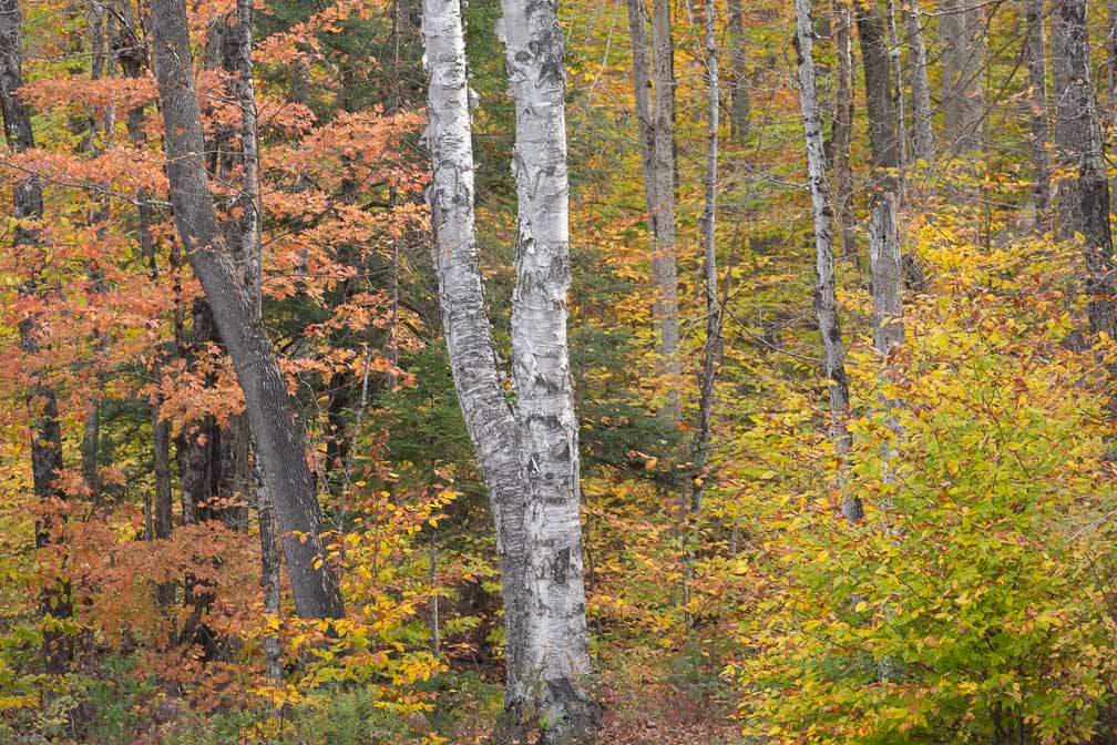 ILCE-7M3  --  DT 100-400mm F4.5-5.6 SAM -- 1/125 sec at f / 5.0 -- ISO 125 -- 0 EV -- 