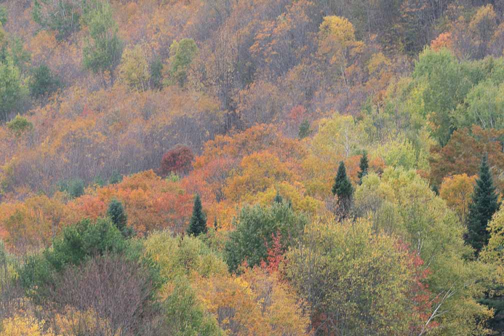 ILCE-7M3  --  DT 100-400mm F4.5-5.6 SAM -- 1/200 sec at f / 8.0 -- ISO 400 -- 0 EV -- 